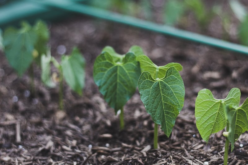 Green Beans