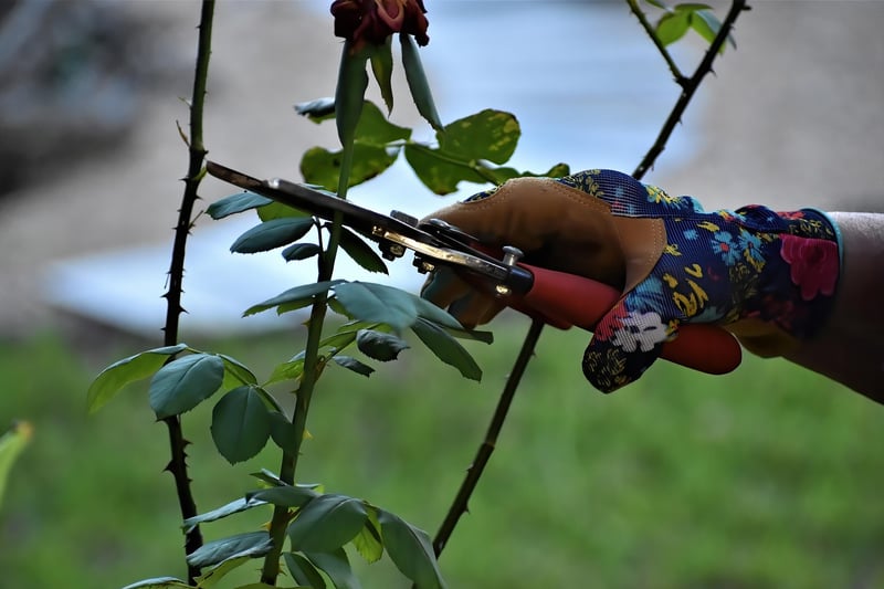 Pruning Tools