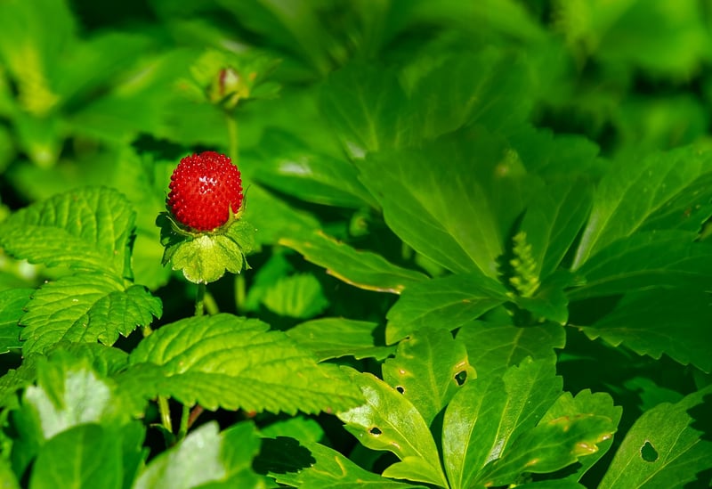 Strawberries