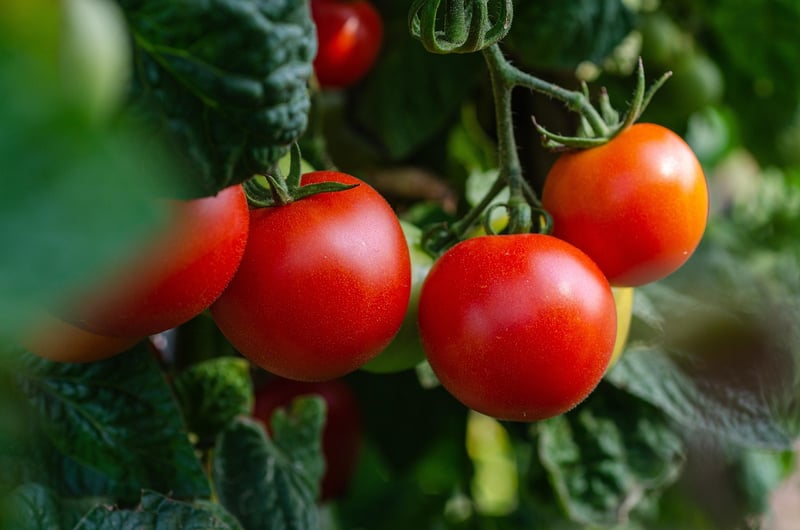 Tomatoes